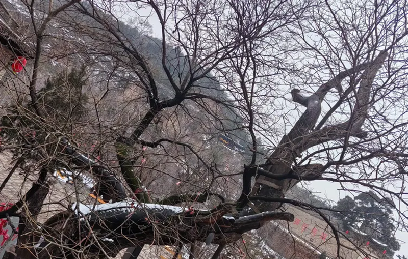 1772604161733819.png 962d934b6bce7b3ffe80092cc234e3db.png